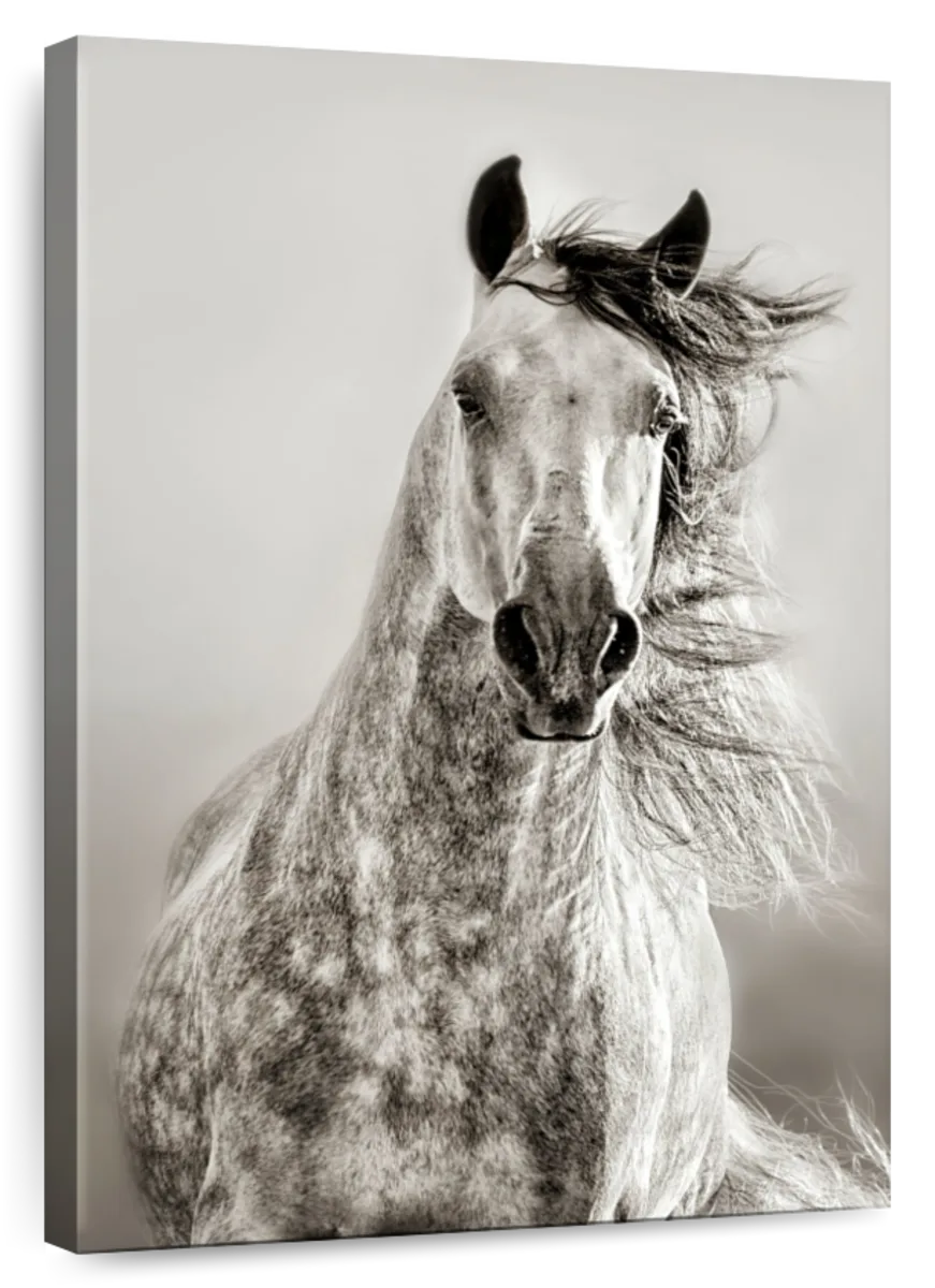 horse black and white art