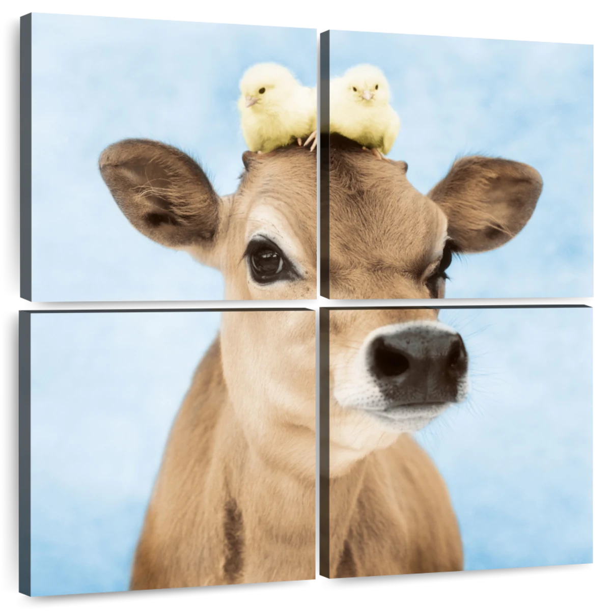 #jersey #cow #calf #heifer #baby #moo Canvas Print