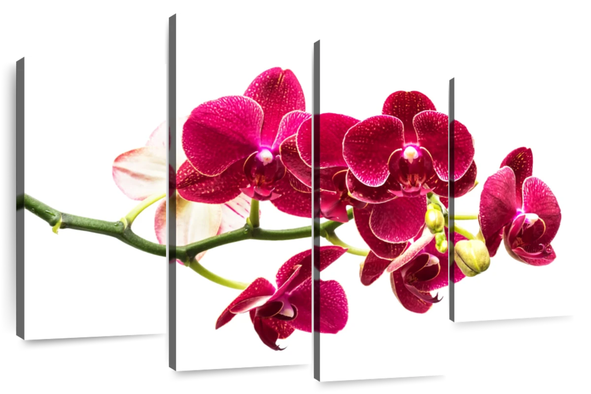 red orchid png