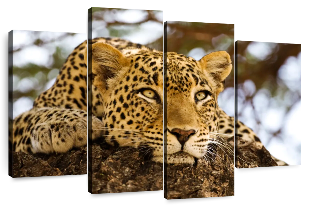 Leopard Looking For Prey Wall Art | Photography | by Scott Stulberg