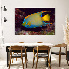 Glowing Queen Angelfish Wall Art | Photography