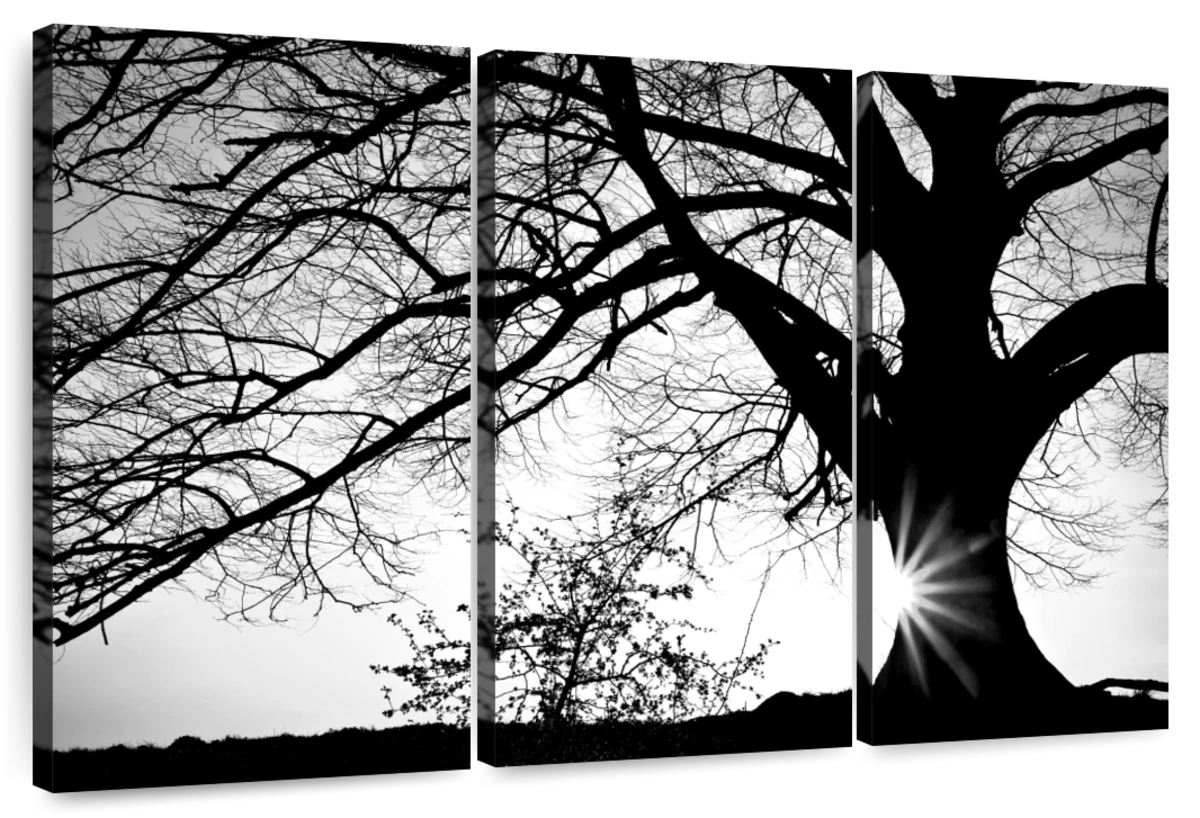 Oak Silhouette Wall Art | Photography | by PhotoINC Studio