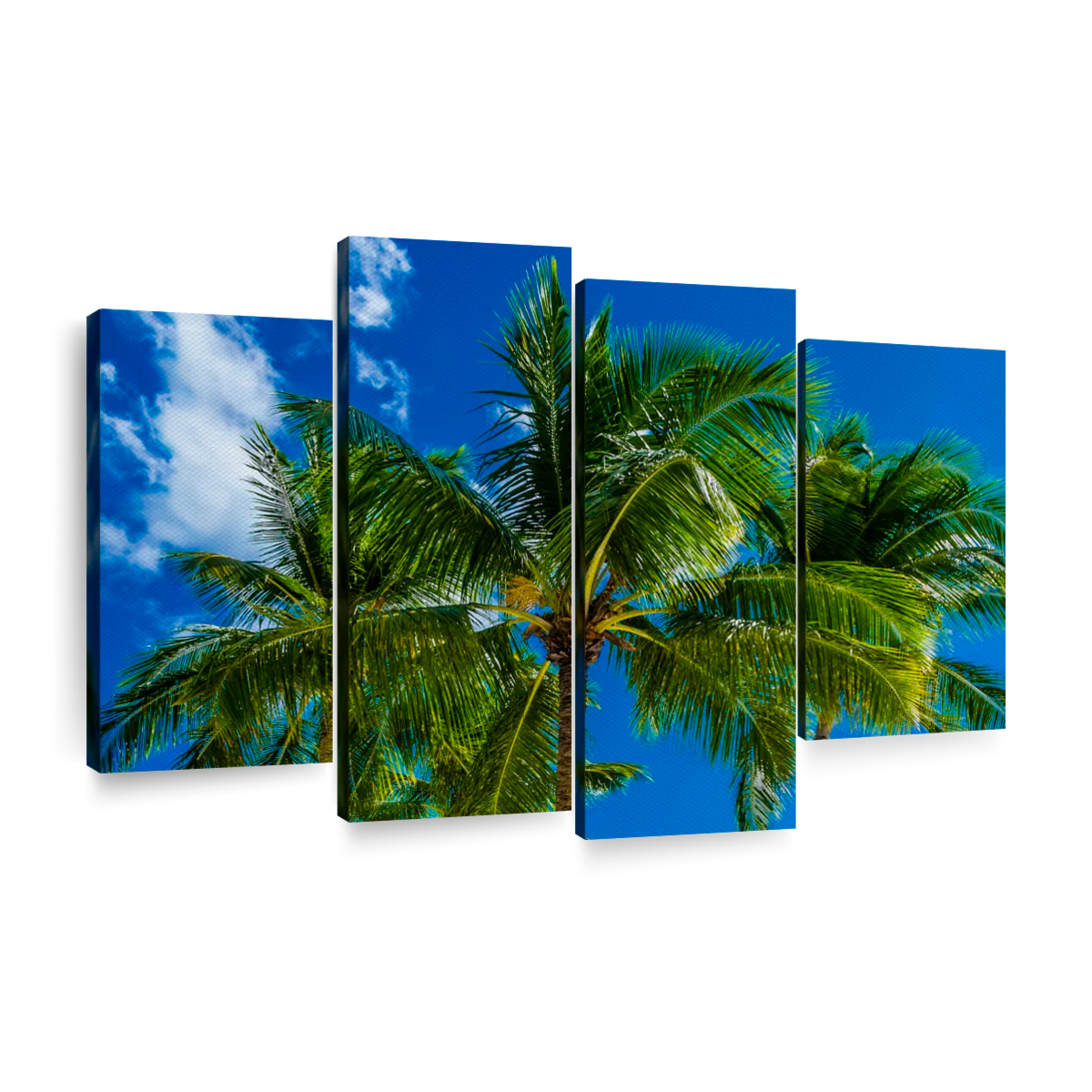 Aruba Beach Coconut Trees Wall Art | Photography