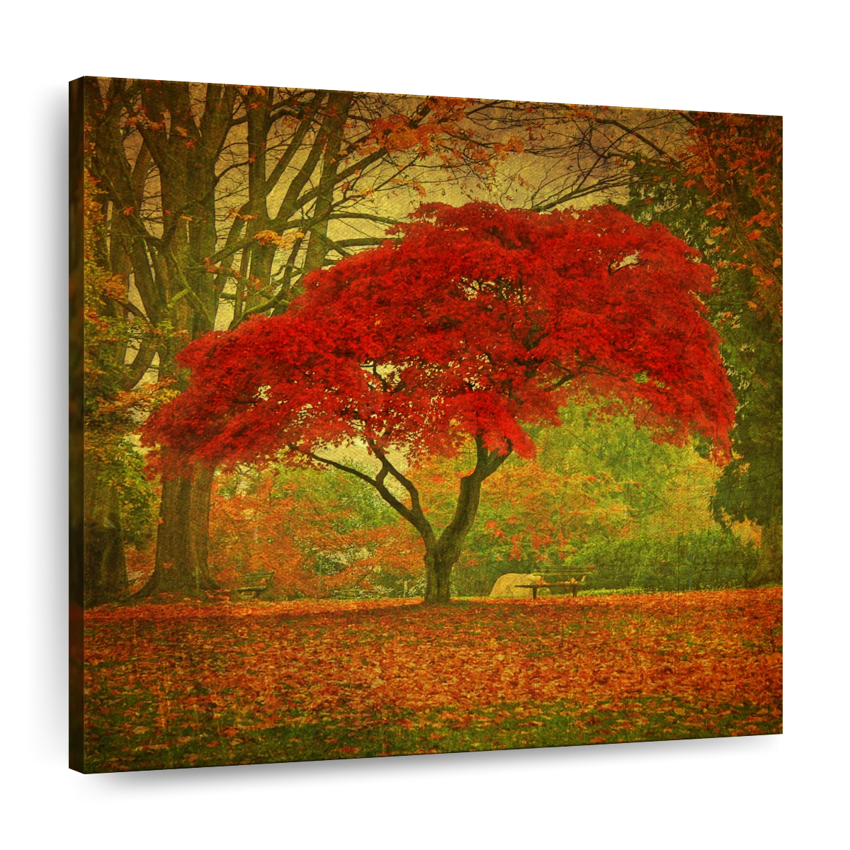 maple trees in autumn painting