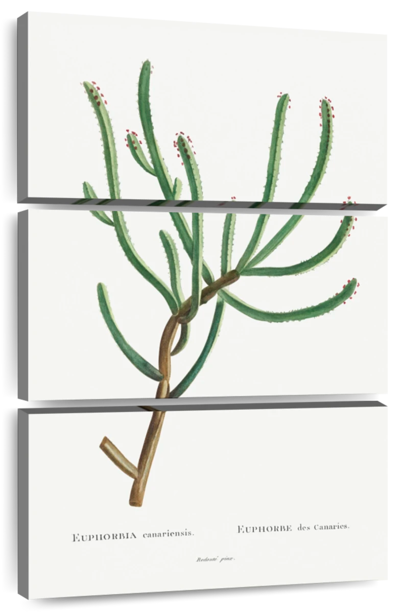euphorbia plant drawing