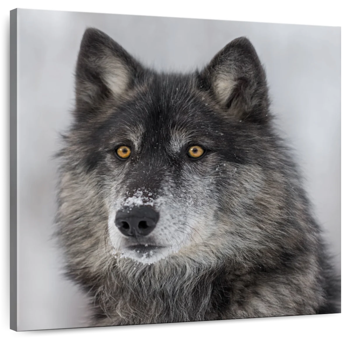 Surprised Black Wolf Wall Art | Photography