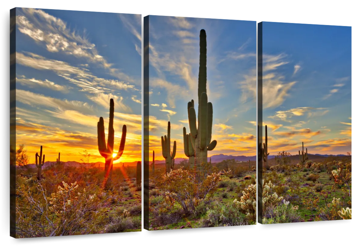 Sonoran Desert Saguaro Cactus Wall Art | Photography