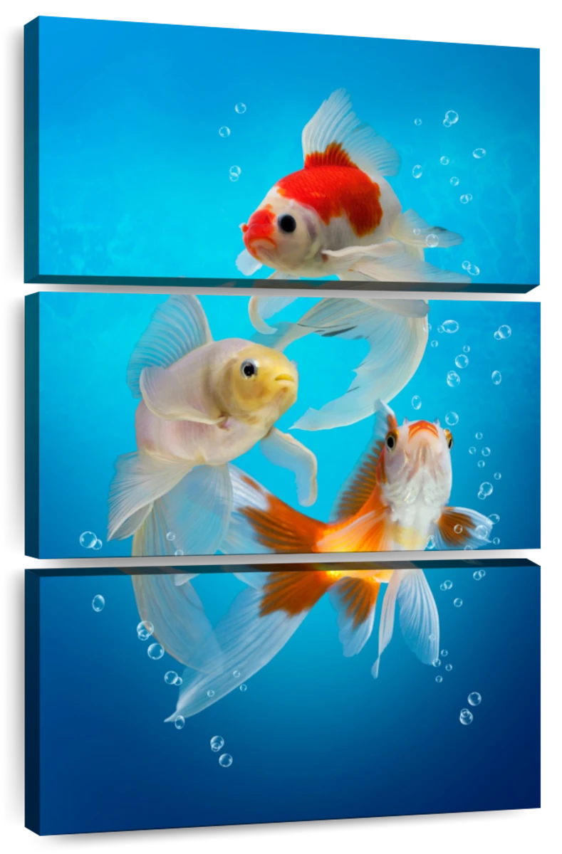 Colorful Aquarium Goldfish Wall Art