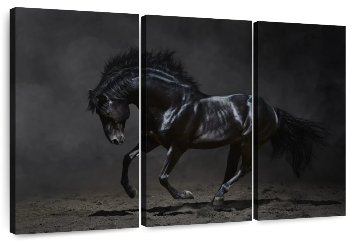 Shiny Black Horse Wall Art | Photography