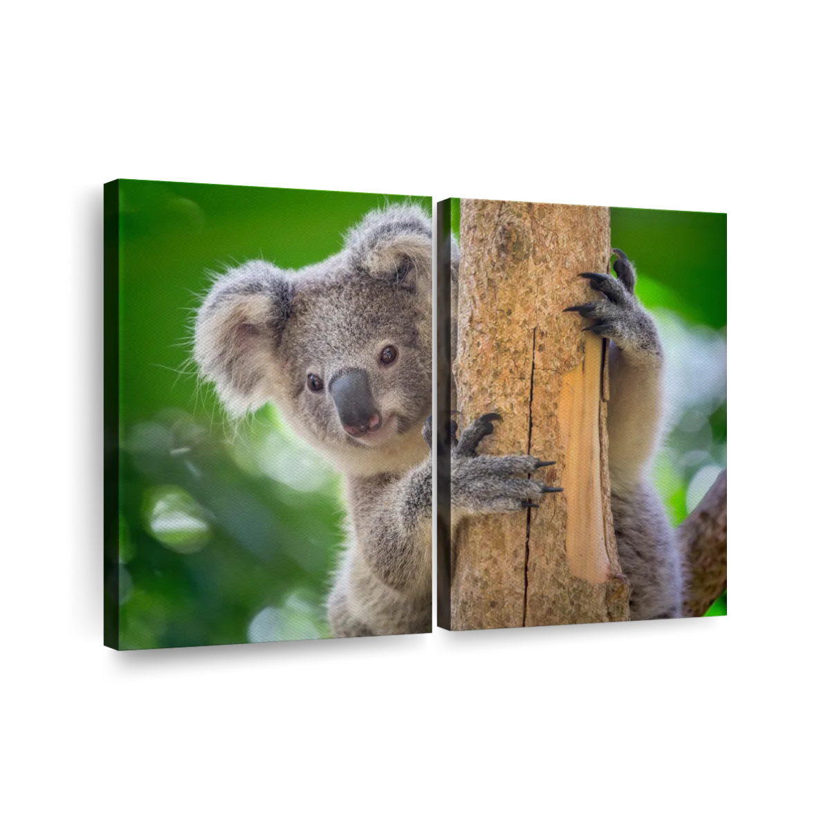 Koala Bears Lampshades, Idéal Pour Assorti Ours Koala Papier Peint Murals