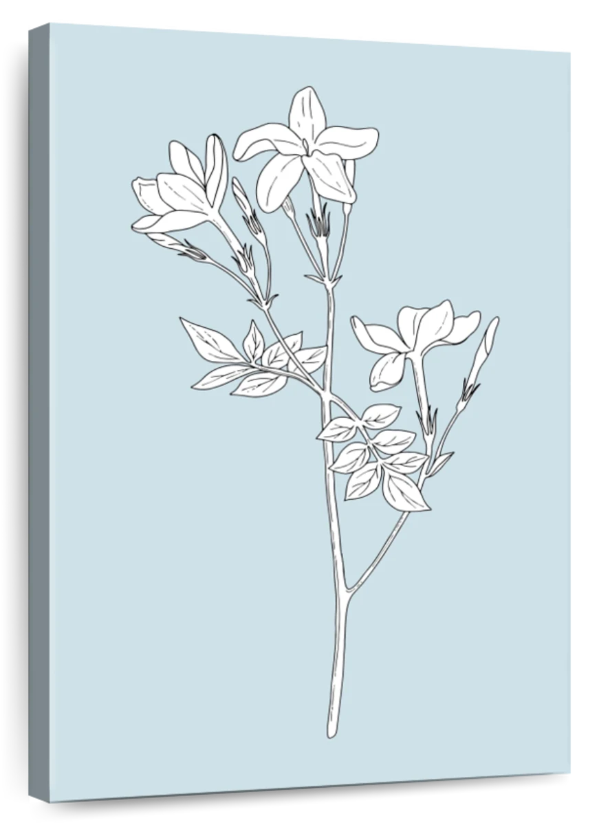 Jasmine Flowers PNG Image, Sketch Style Pencil Drawing Flowers Jasmine  Sticker, Sketch, Pencil Drawing, Fresh Flowers PNG Image For Free Download