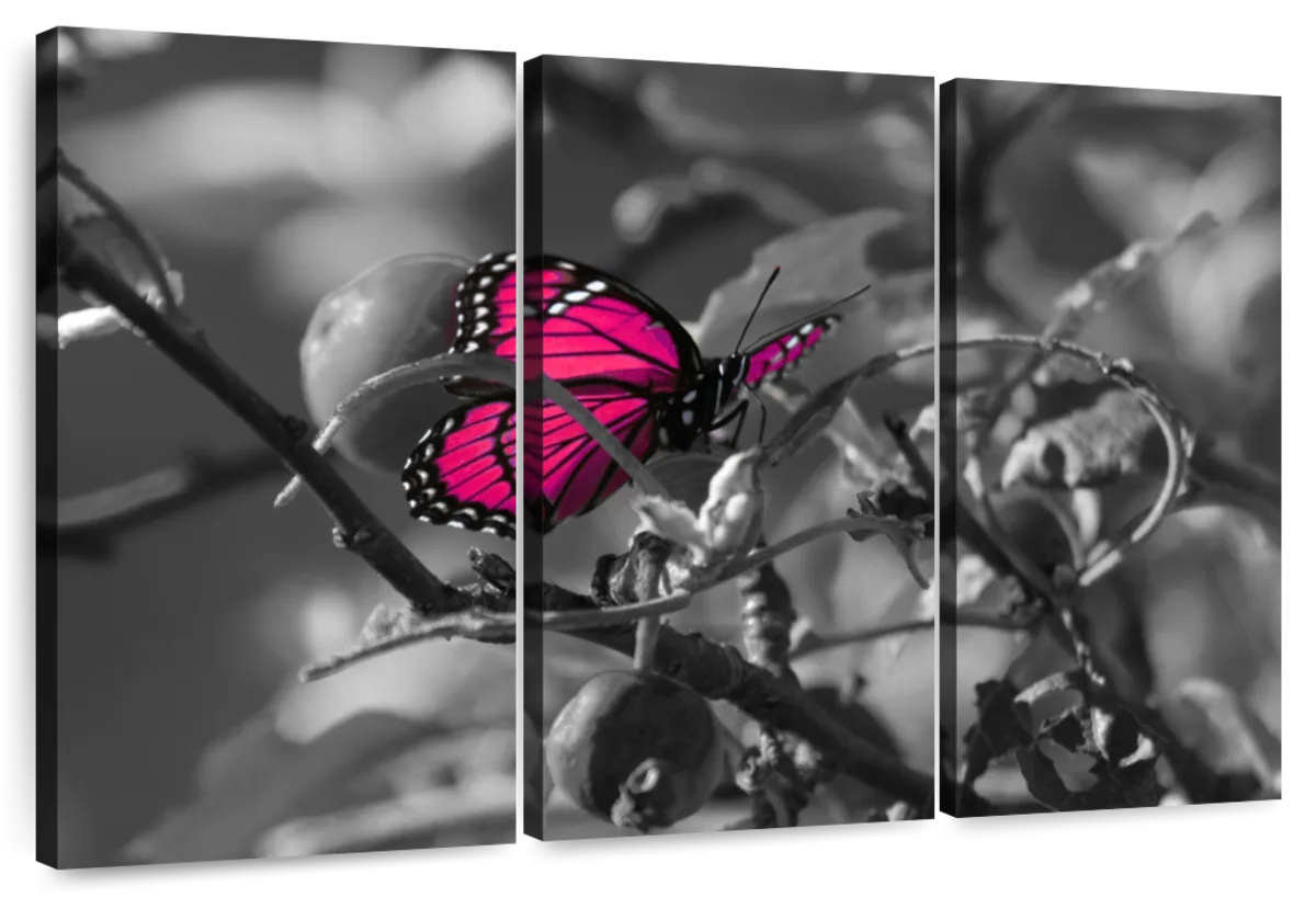 Pink Monarch Butterfly Wall Art Photography 