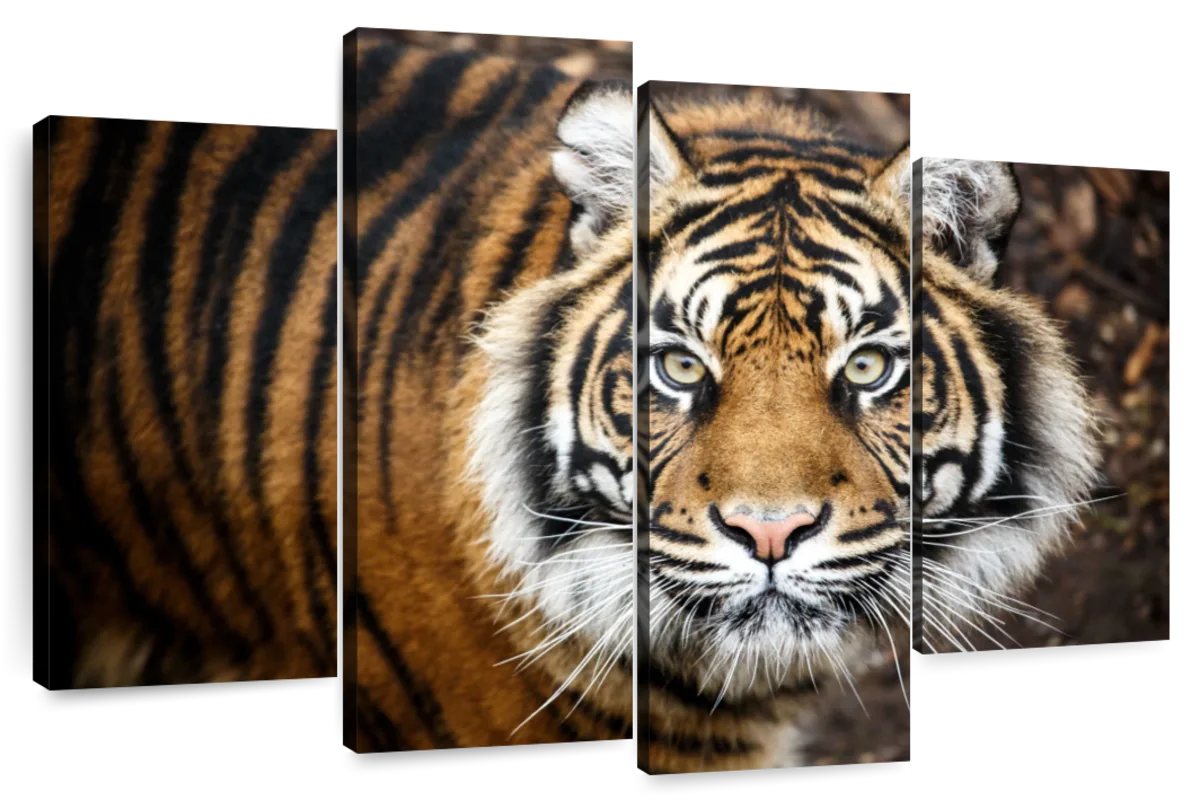 In pictures: The four faces of the Bengal tiger, Environment