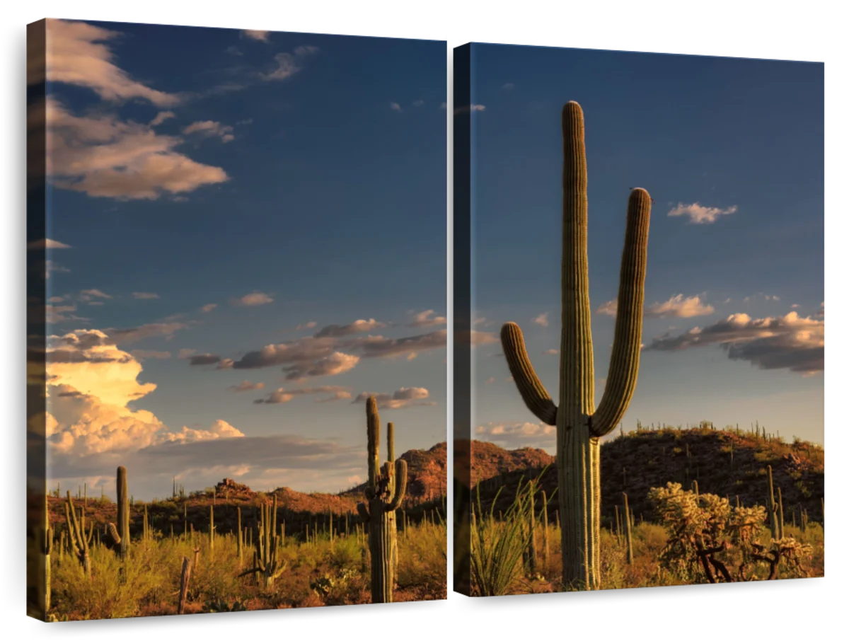 Tucson Desert Cactus Wall Art | Photography