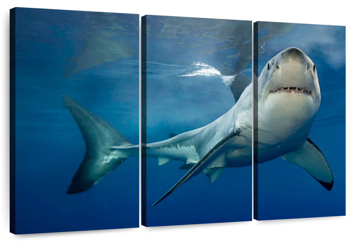 Shark Pursuit Wall Art: Canvas Prints, Art Prints & Framed Canvas