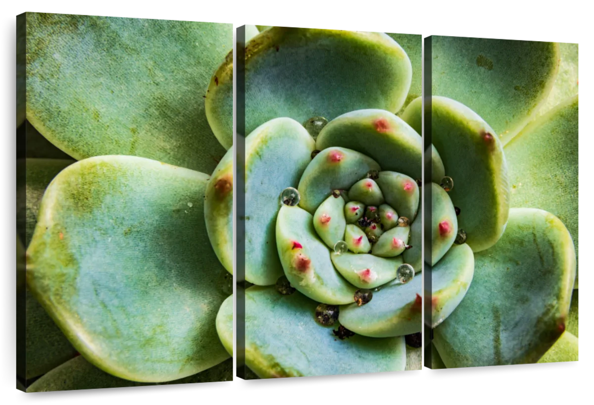 Succulent wall art