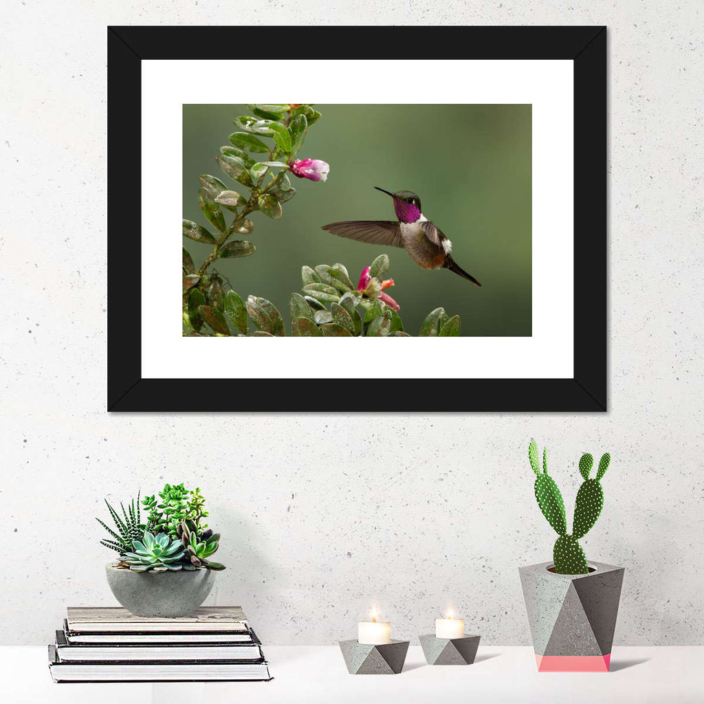 Magenta Throated Hummingbird Wall Art | Photography