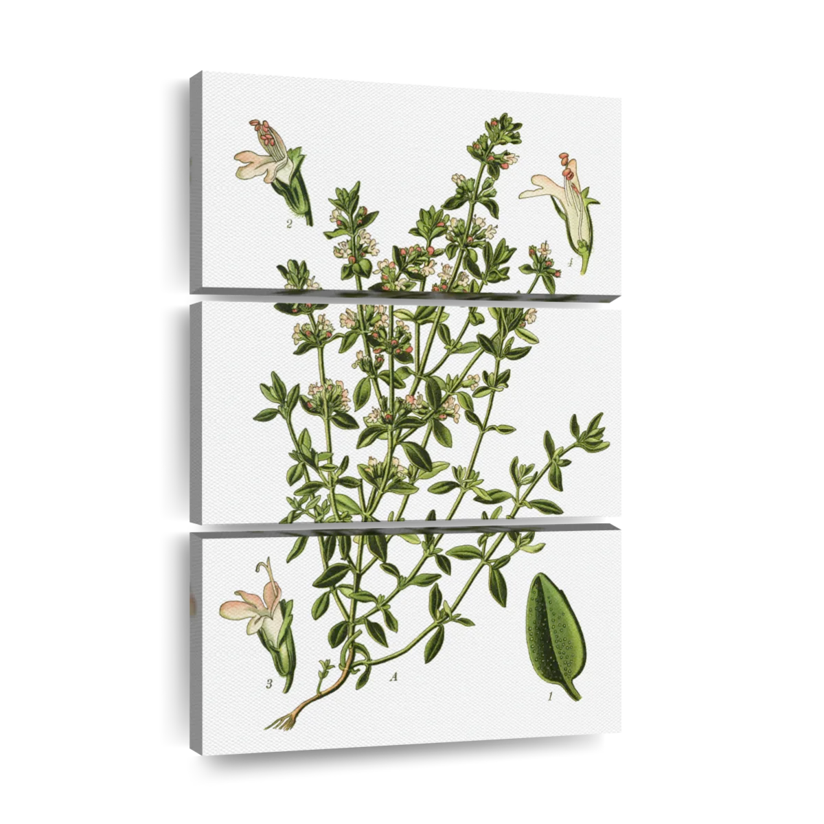 thyme illustration