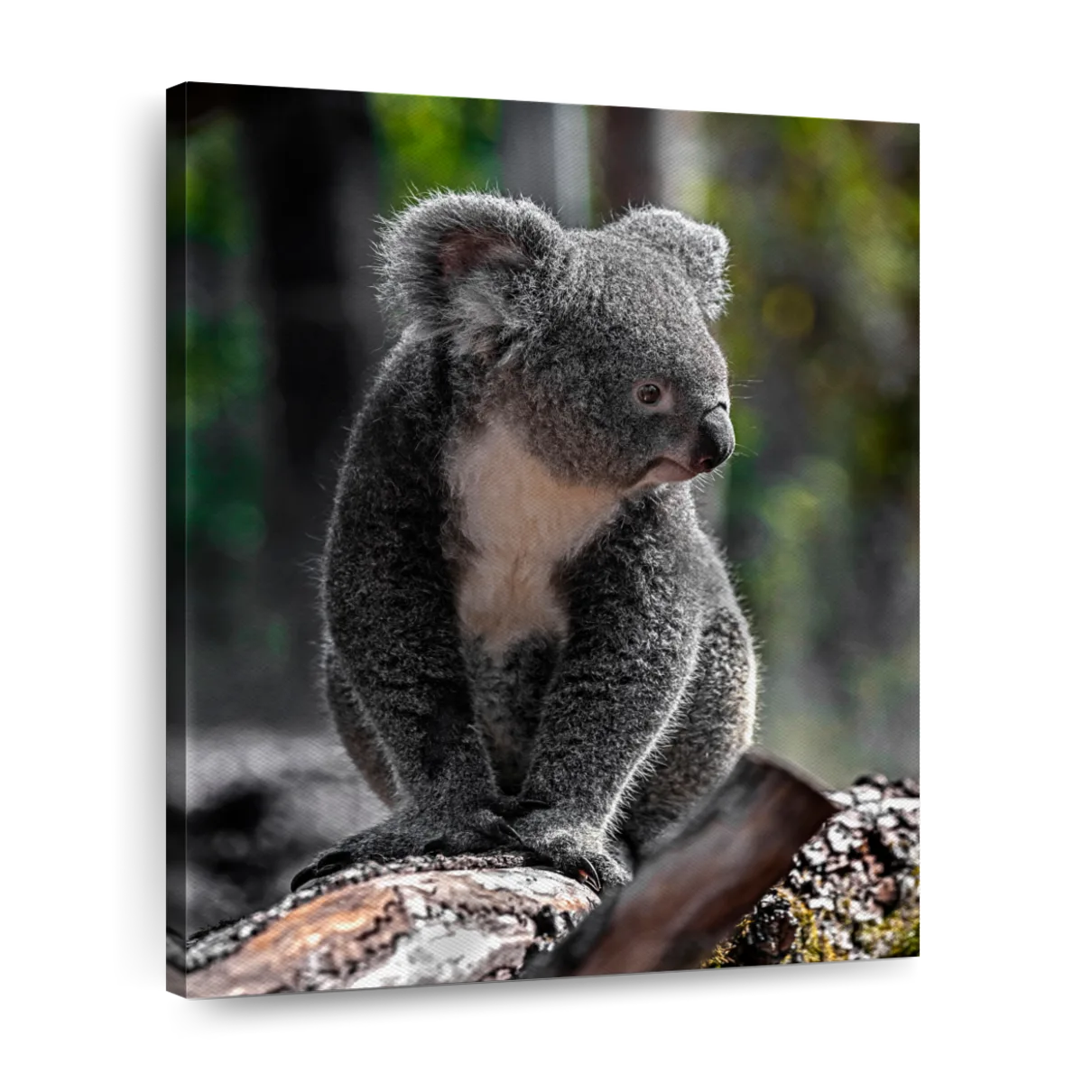 Koala Bear - JB Creative - Paintings & Prints, Animals, Birds