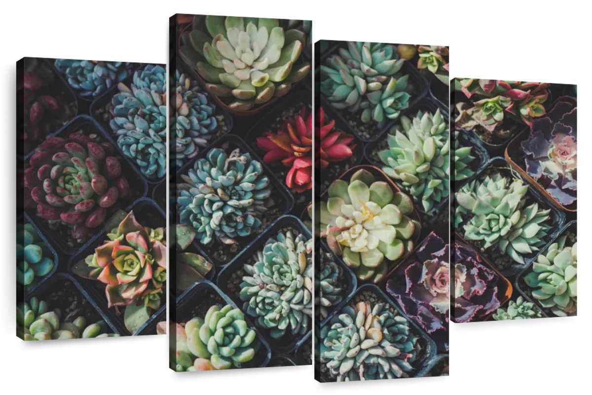 Pots Of Succulents Wall Art | Photography