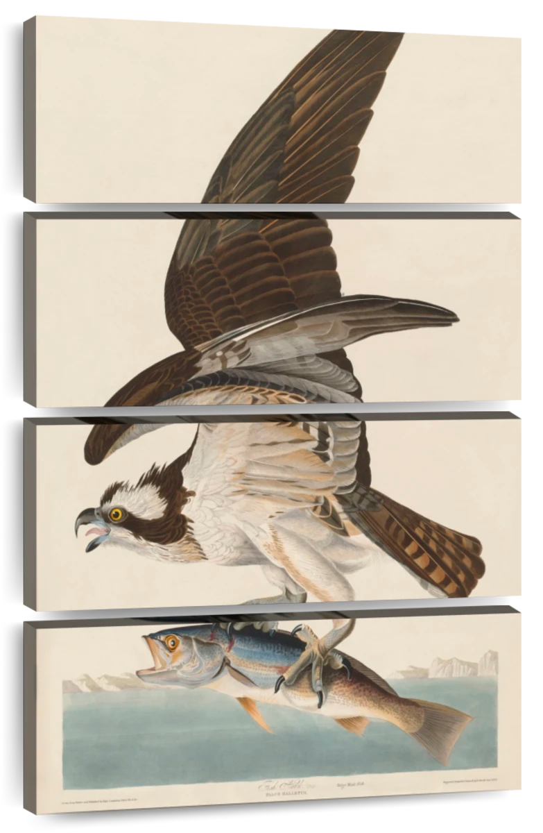 Osprey or Fish Hawk - Audubon Prints