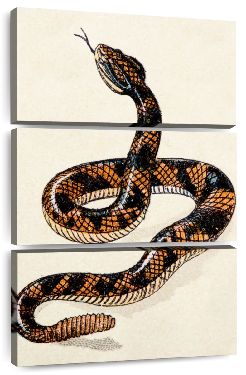 coiled rattlesnake illustration