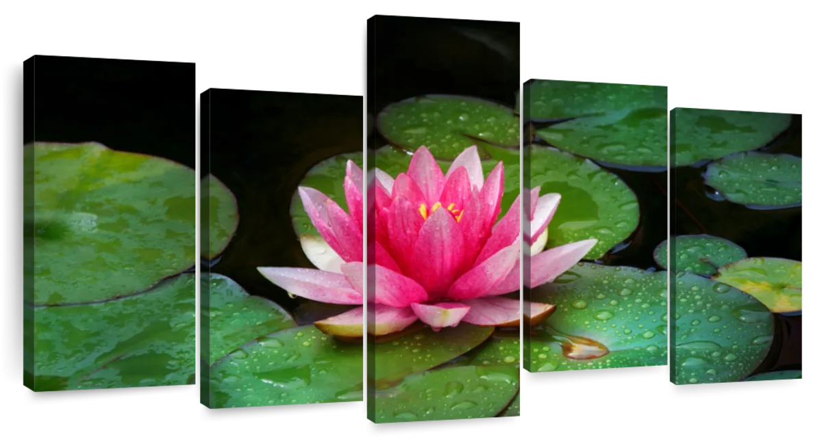 Gorgeous Water Lily Wall Art | Photography