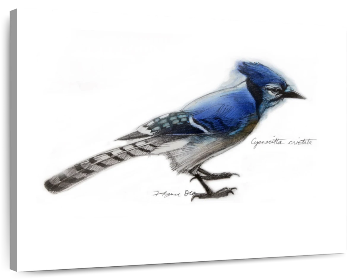 Blue Jay Watercolor Painting. Realistic Blue Jay Painting