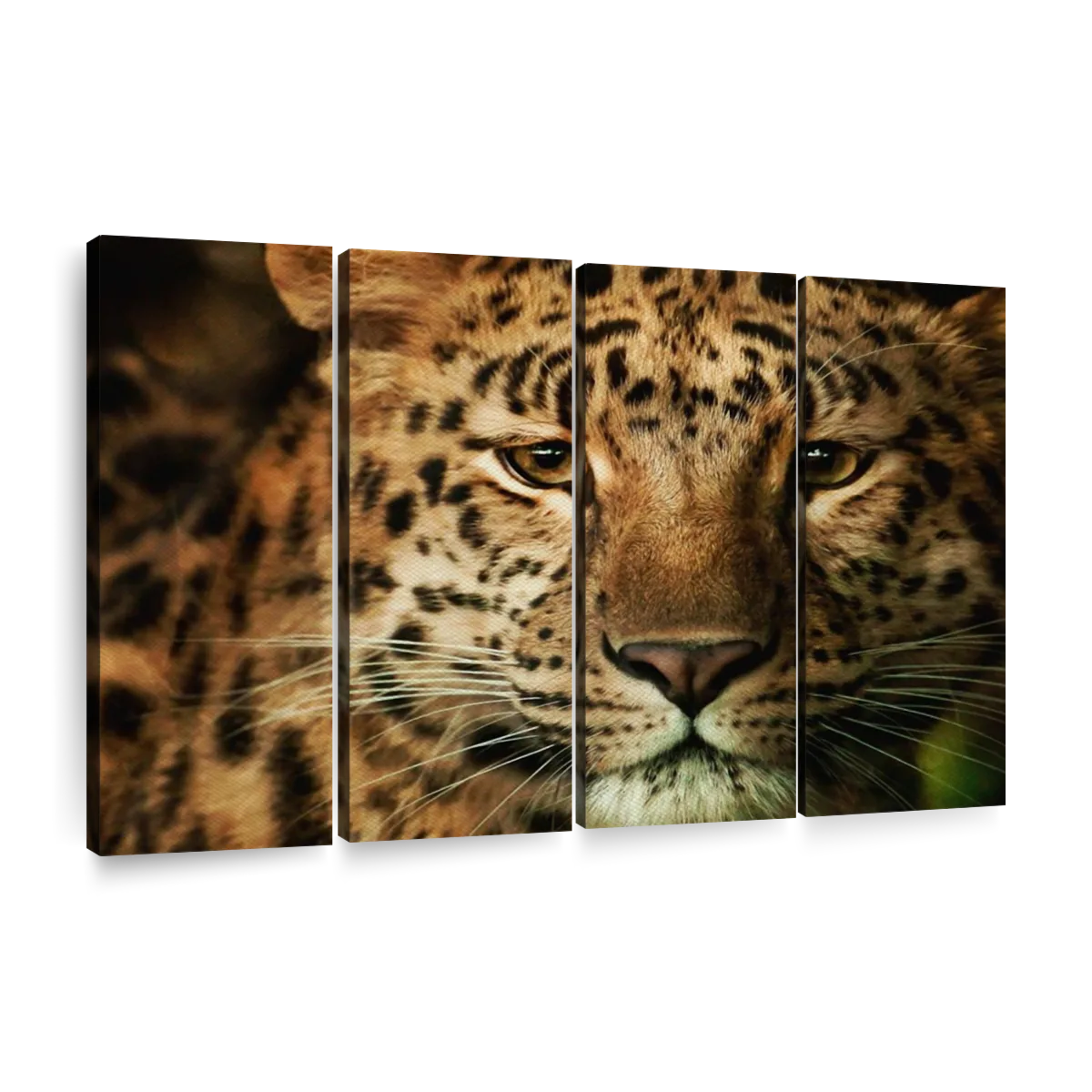 Calm Leopard Wall Art | Photography