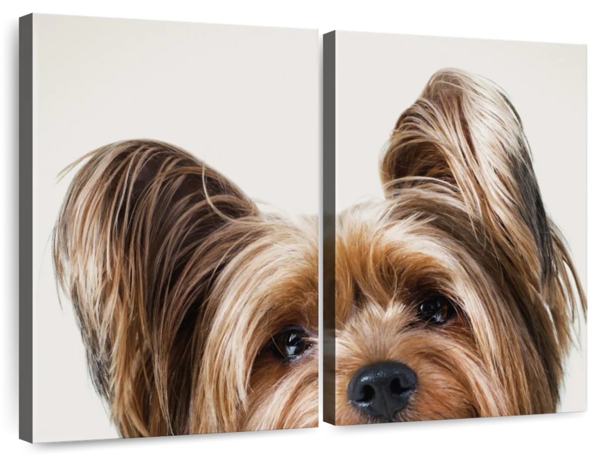  Yorkshire Terrier on Vintage Haute Couture Inspired