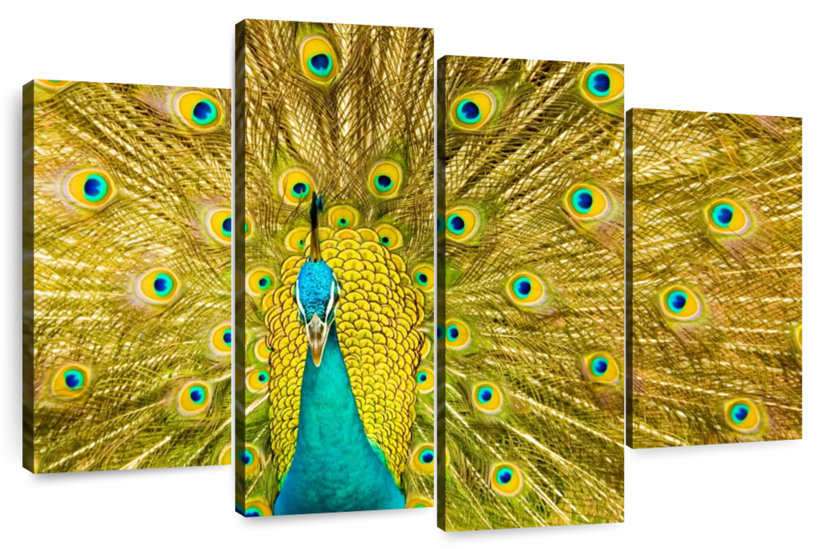 Peacock Tail Feather Mural - Murals Your Way
