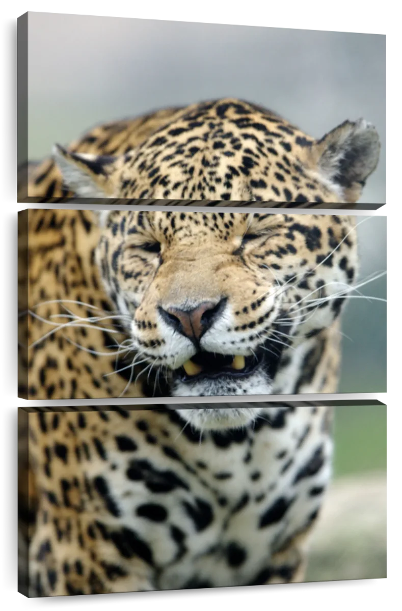 Jaguar Wall Art | - & Prints Page Paintings, Drawings Art 2 Photograph