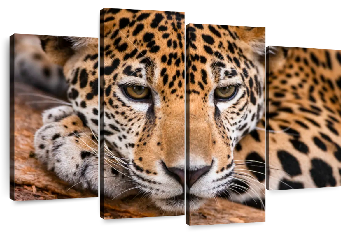 Jaguar Wall Art | Paintings, Drawings & Photograph Art Prints - Page 2