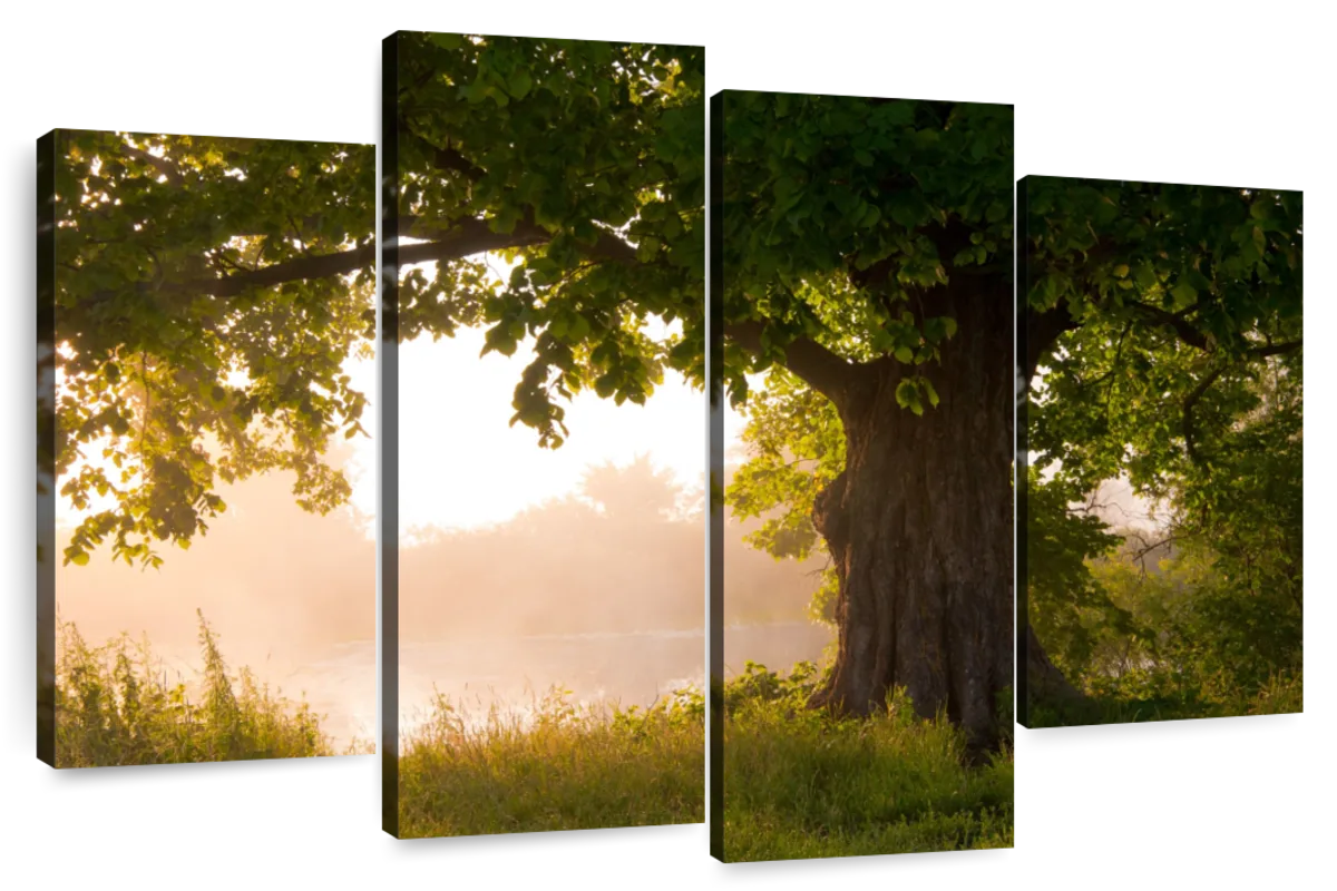 oak tree in summer