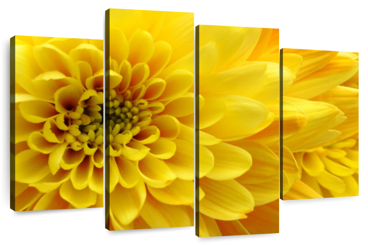 Yellow Aster Wall Art | Photography