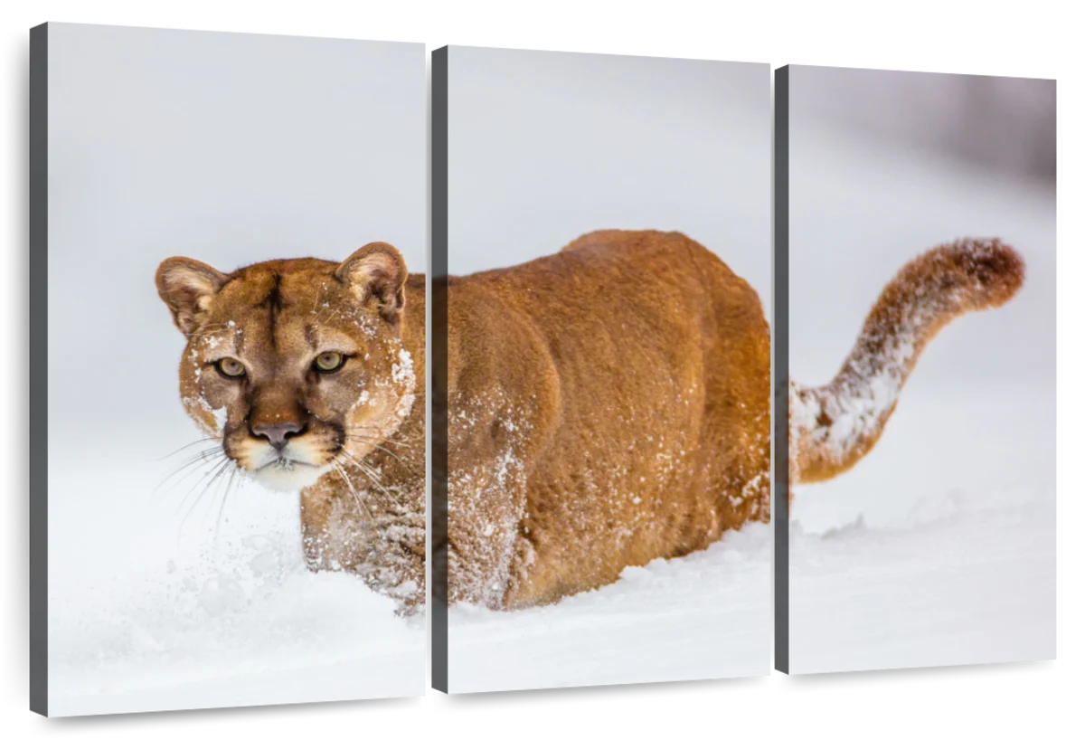 snow mountain lion