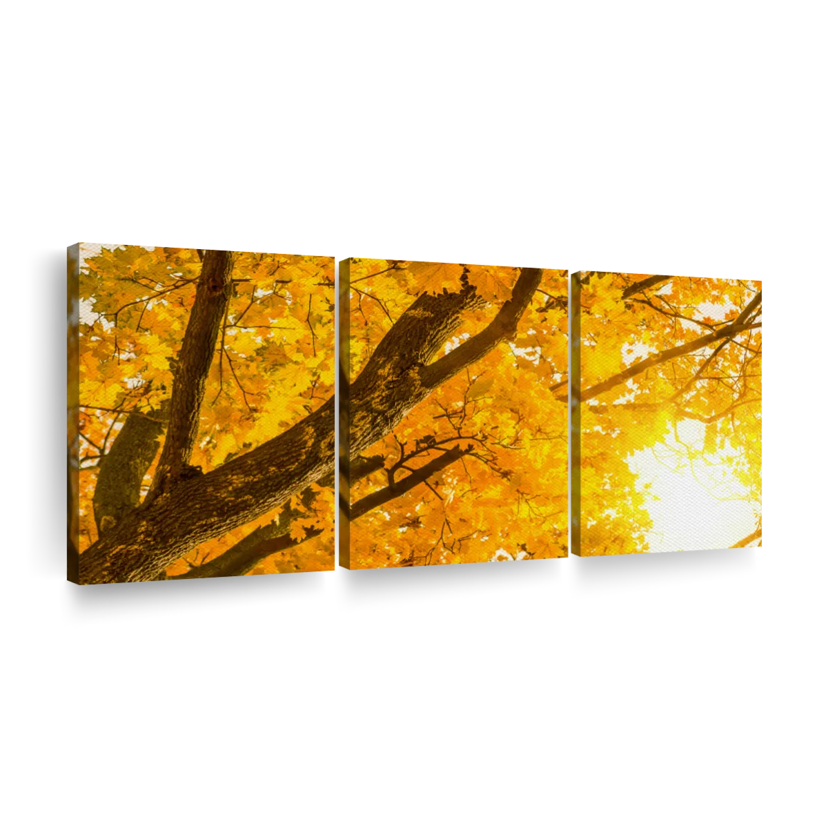 Jones, Adam 18x13 White Modern Wood Framed Museum Art Print Titled - Rain  falling on Japanese Maple leaves in autumn-Louisville-Kentucky 