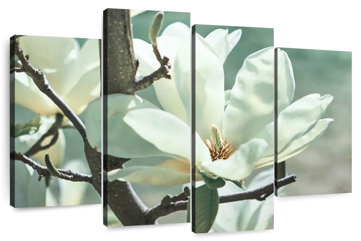 magnolia tree art