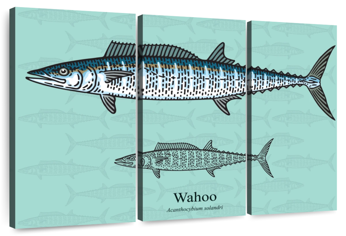 Wahoo Fish Wall Art