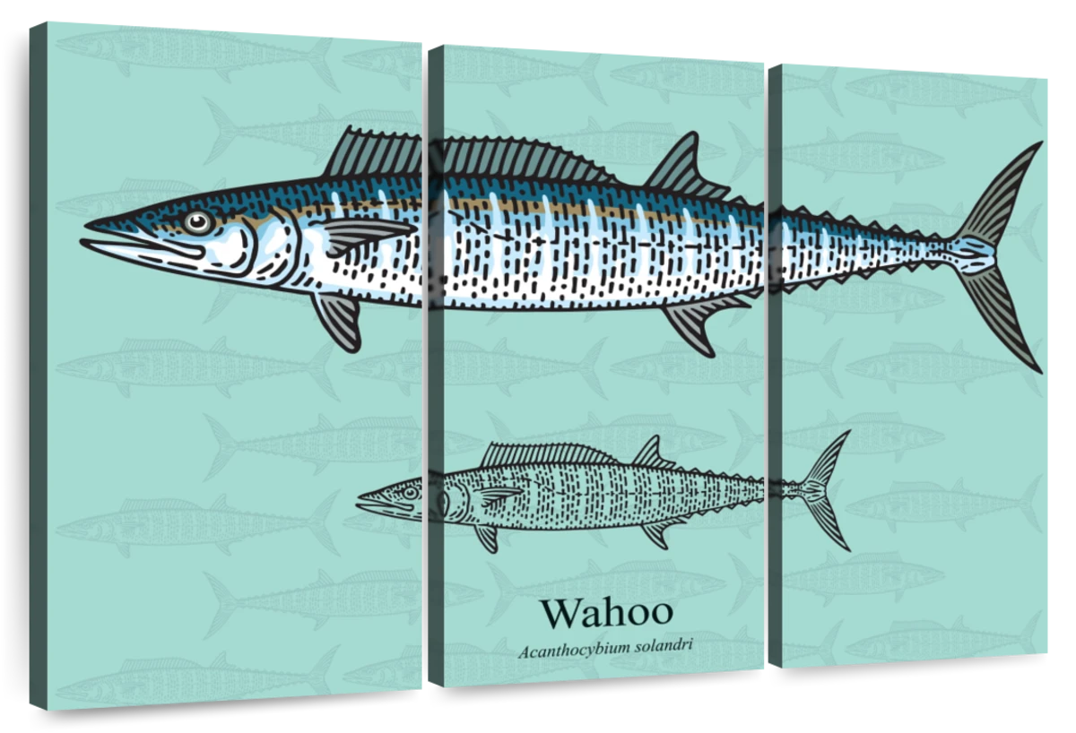 Wahoo Fish Wall Art: Canvas Prints, Art Prints & Framed Canvas