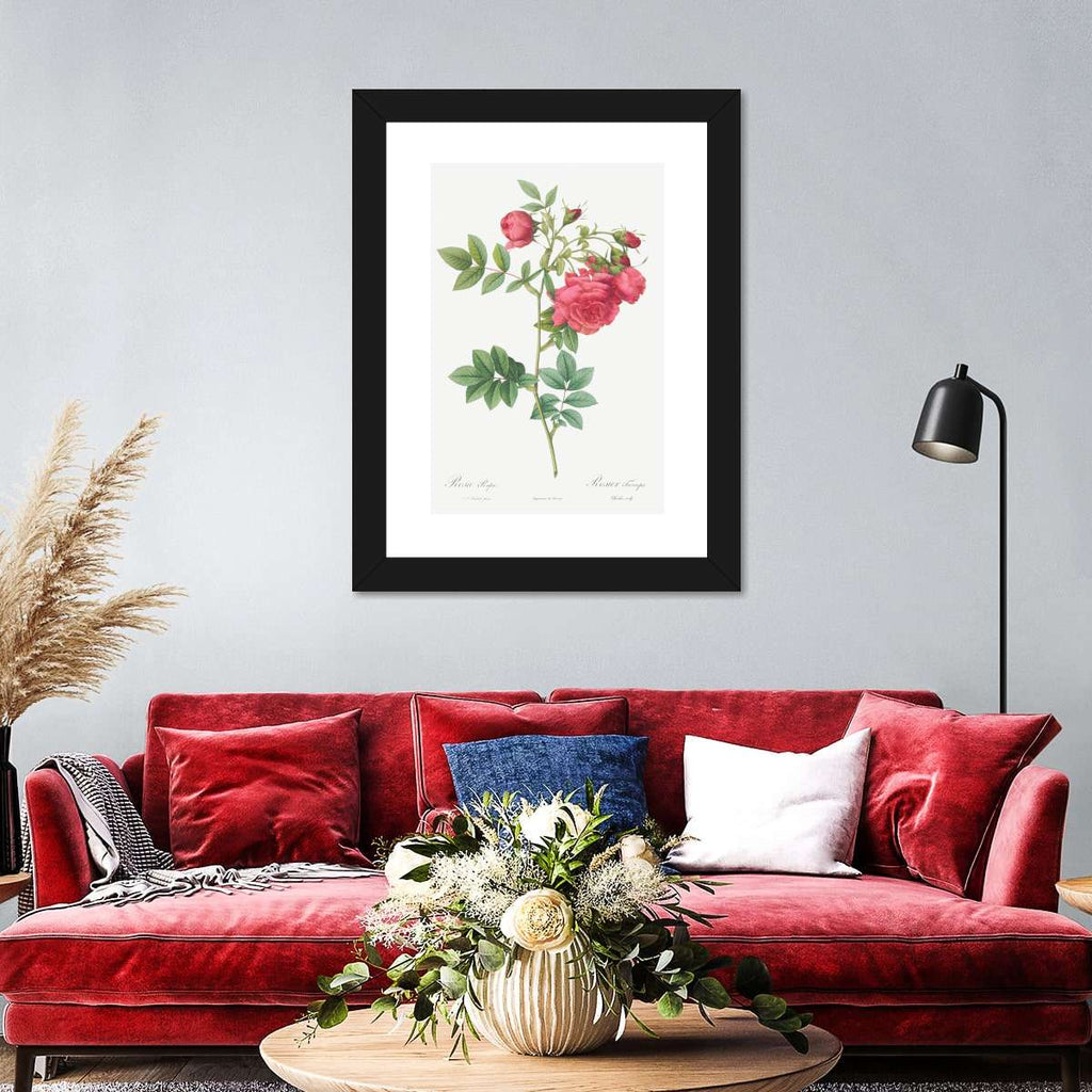 Turnip Roses Rosa Rapa From Les Roses Wall Art | Watercolor | by Pierre ...