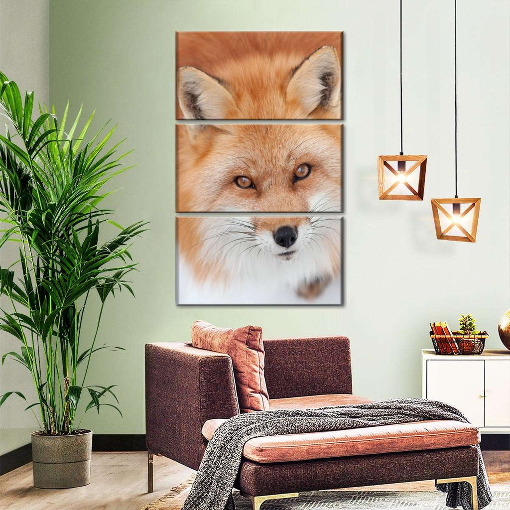 Fluffy Red Fox Wall Art | Photography