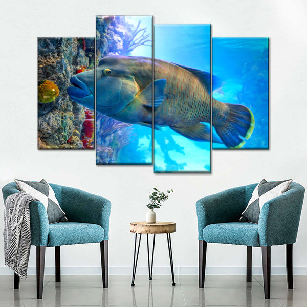 Napoleon Wrasse Fish Wall Art | Photography