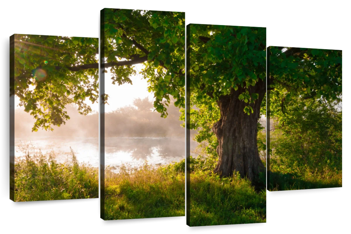 Solitary Oak Tree Wall Art | Photography