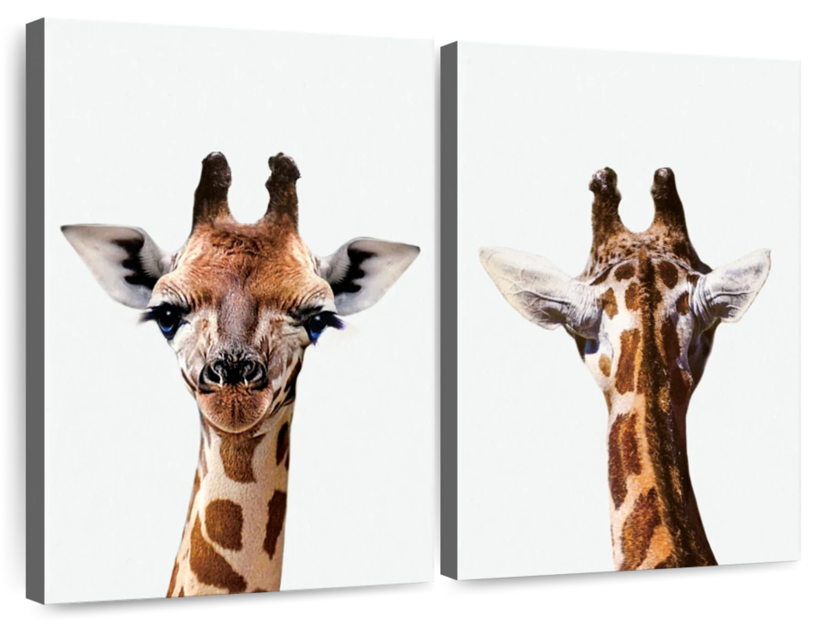 giraffe front png