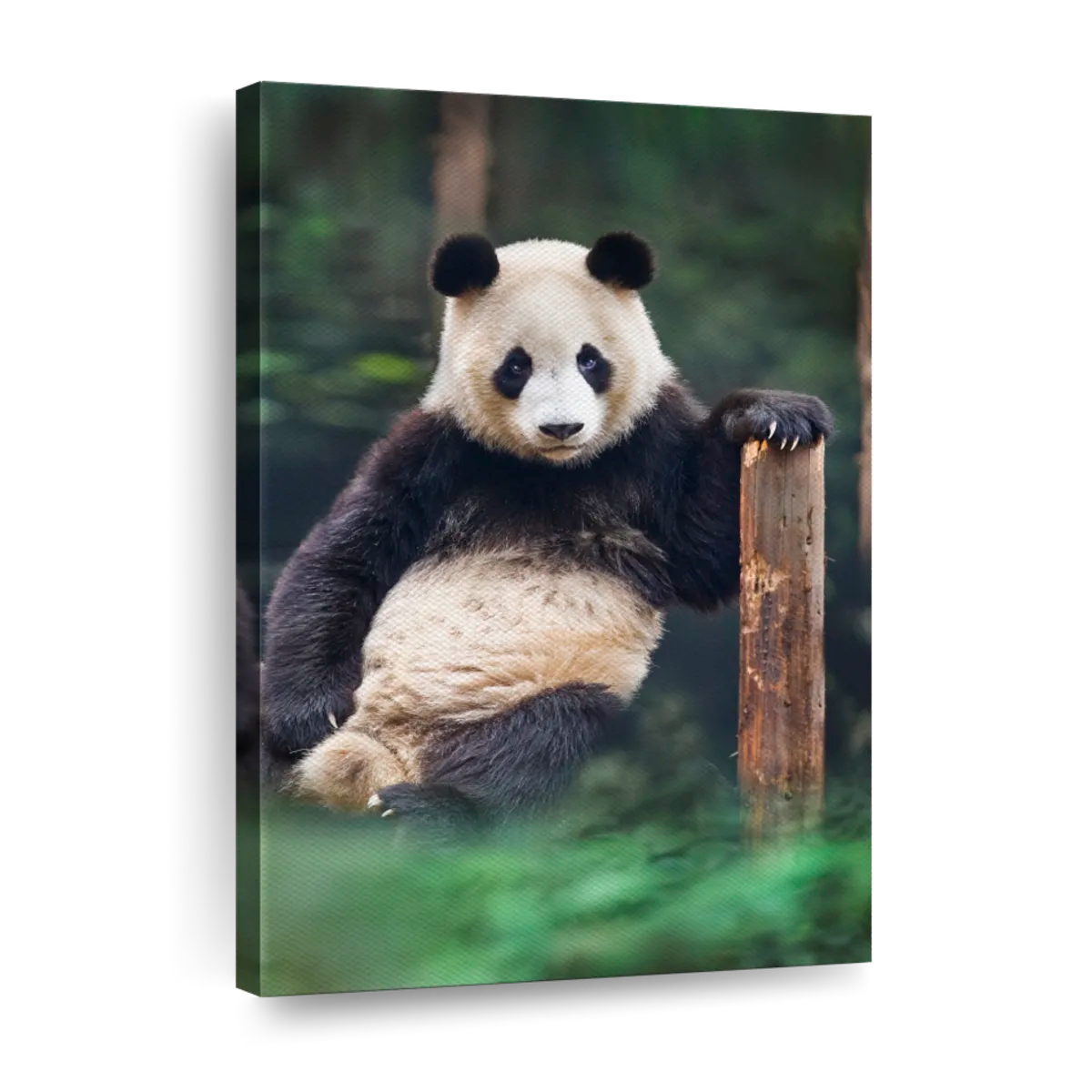 Closeup shot of a giant panda bear, Posters, Art Prints, Wall Murals