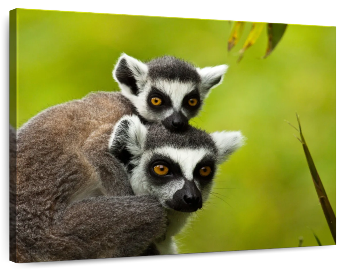 Nice portrait of a ring-tailed lemur For sale as Framed Prints, Photos,  Wall Art and Photo Gifts