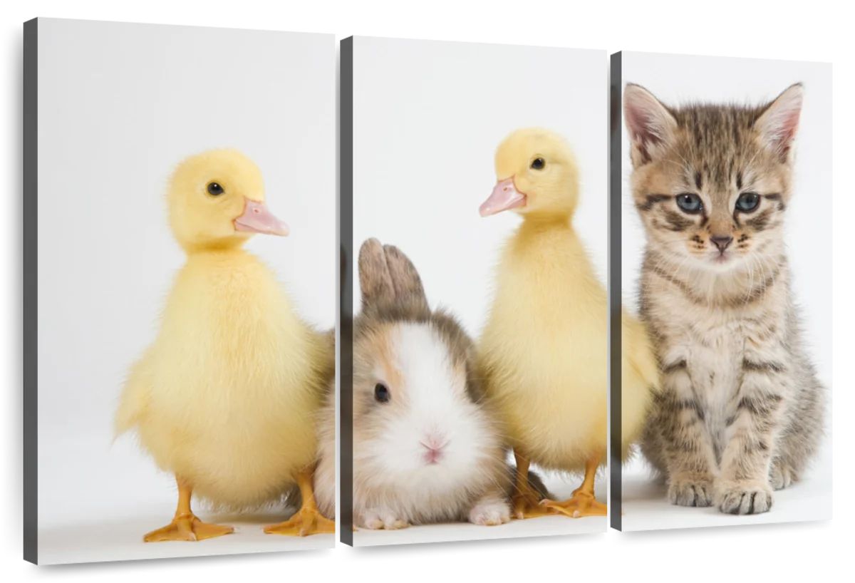 ducklings and kittens