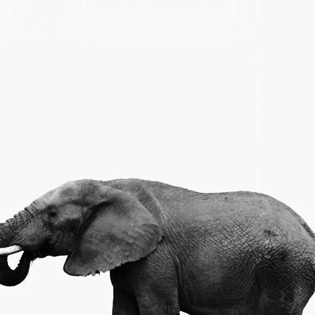 African Bull Elephant Wall Art | Photography