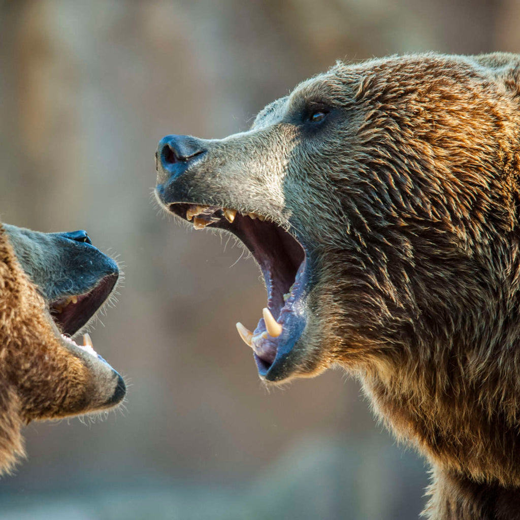 aggressive-brown-bears-wall-art-photography